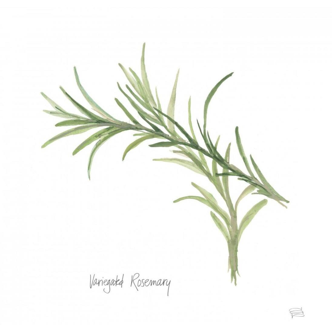 Variegated Rosemary v2 -Paper Art-26&quotx26"