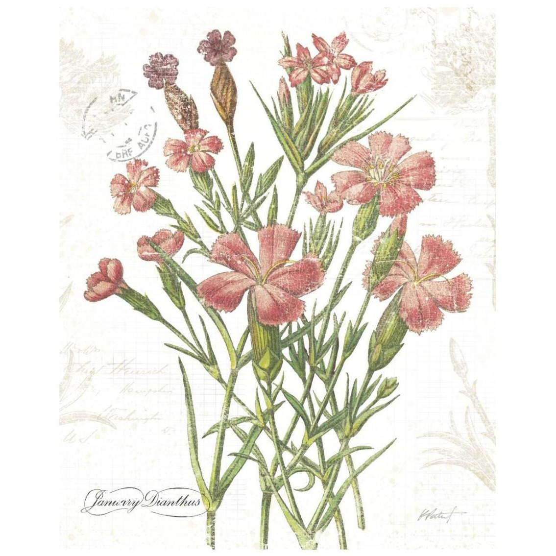 January Dianthus on White -Paper Art-22&quotx26"