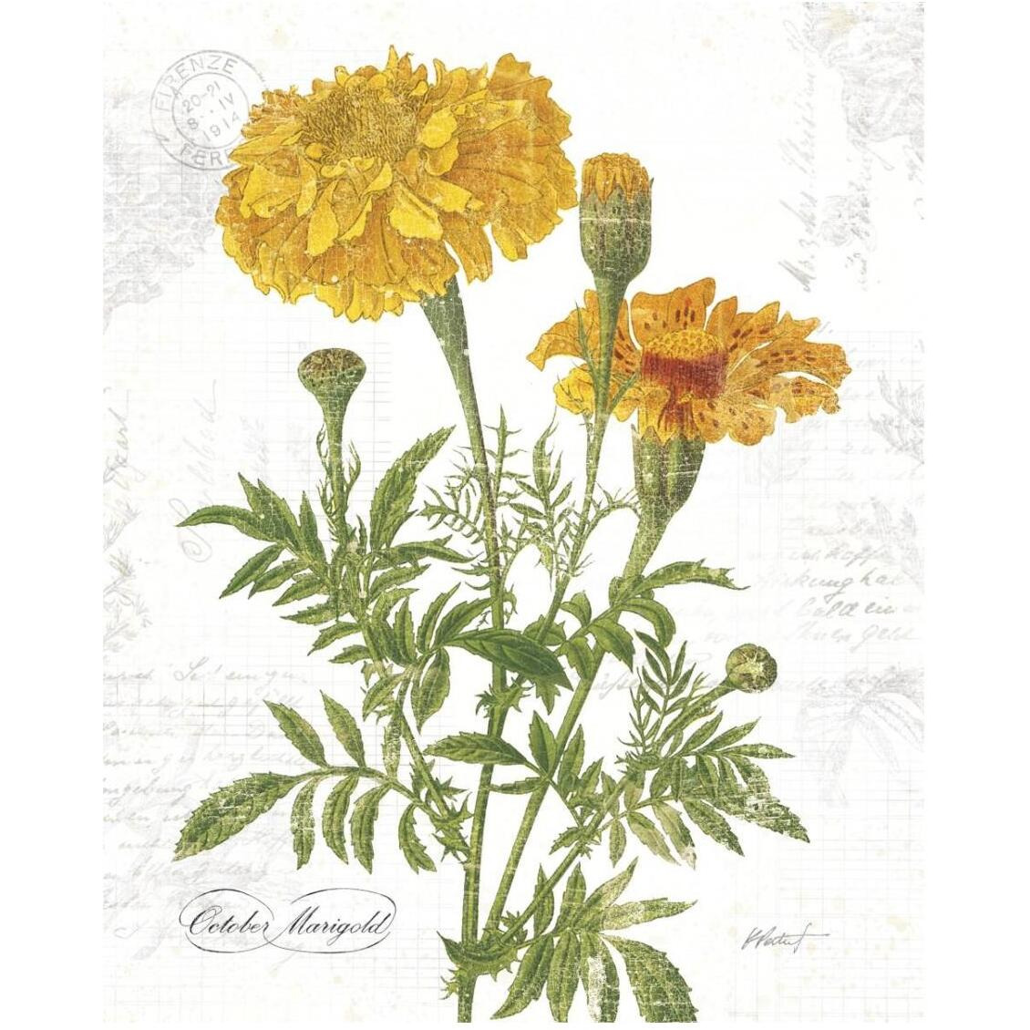 October Marigold on White -Paper Art-24&quotx30"