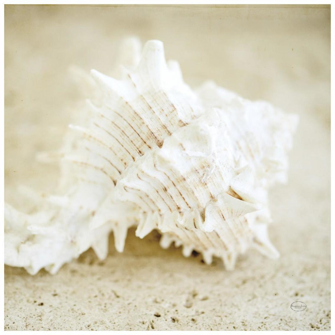 Seashore Shells II -Paper Art-26&quotx26"