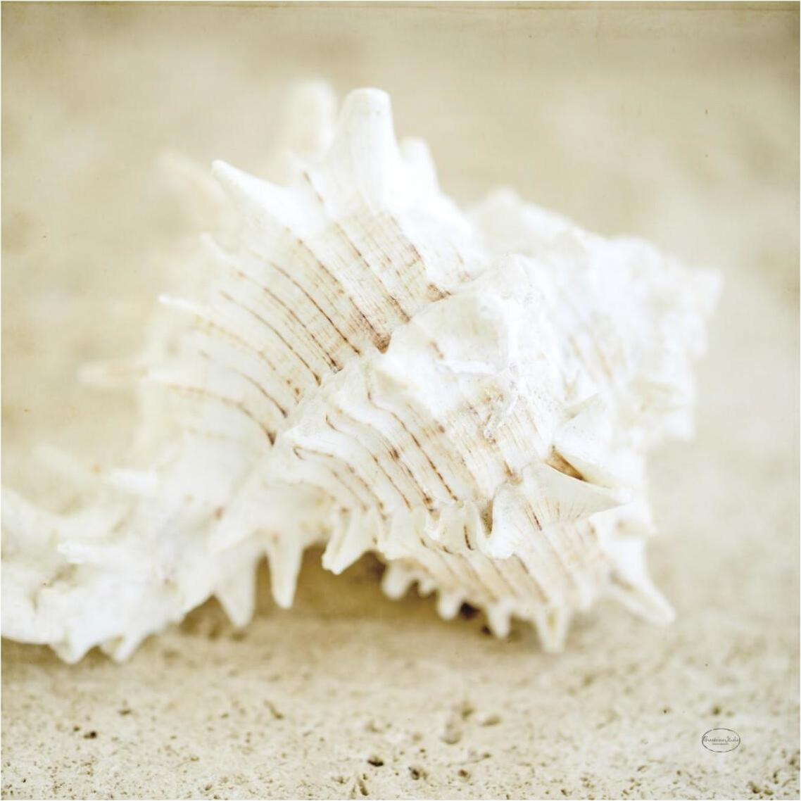 Seashore Shells II -Paper Art-38&quotx38"