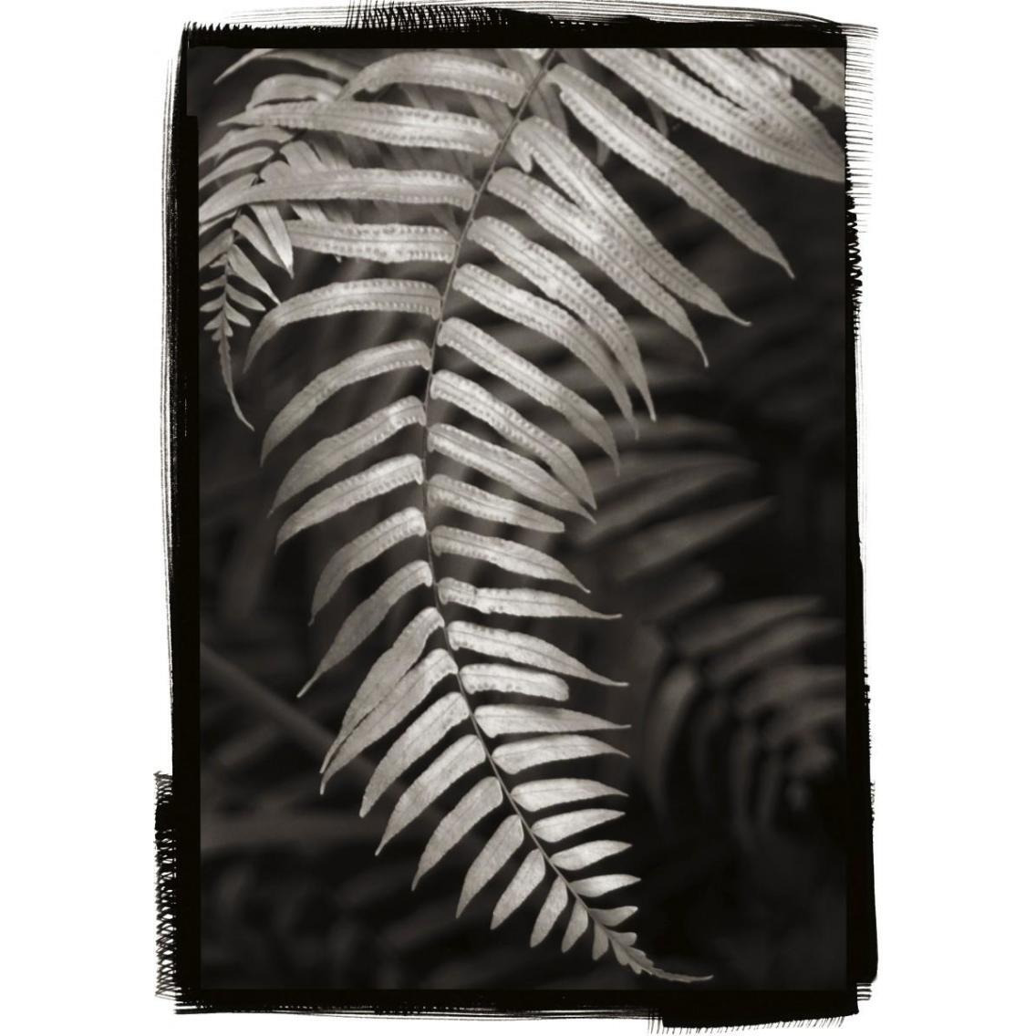 Fern II -Paper Art-27.56&quotx38"