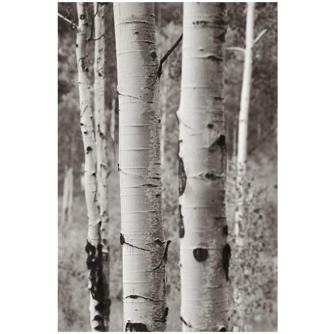 Aspens II -Paper Art-14&quotx20"