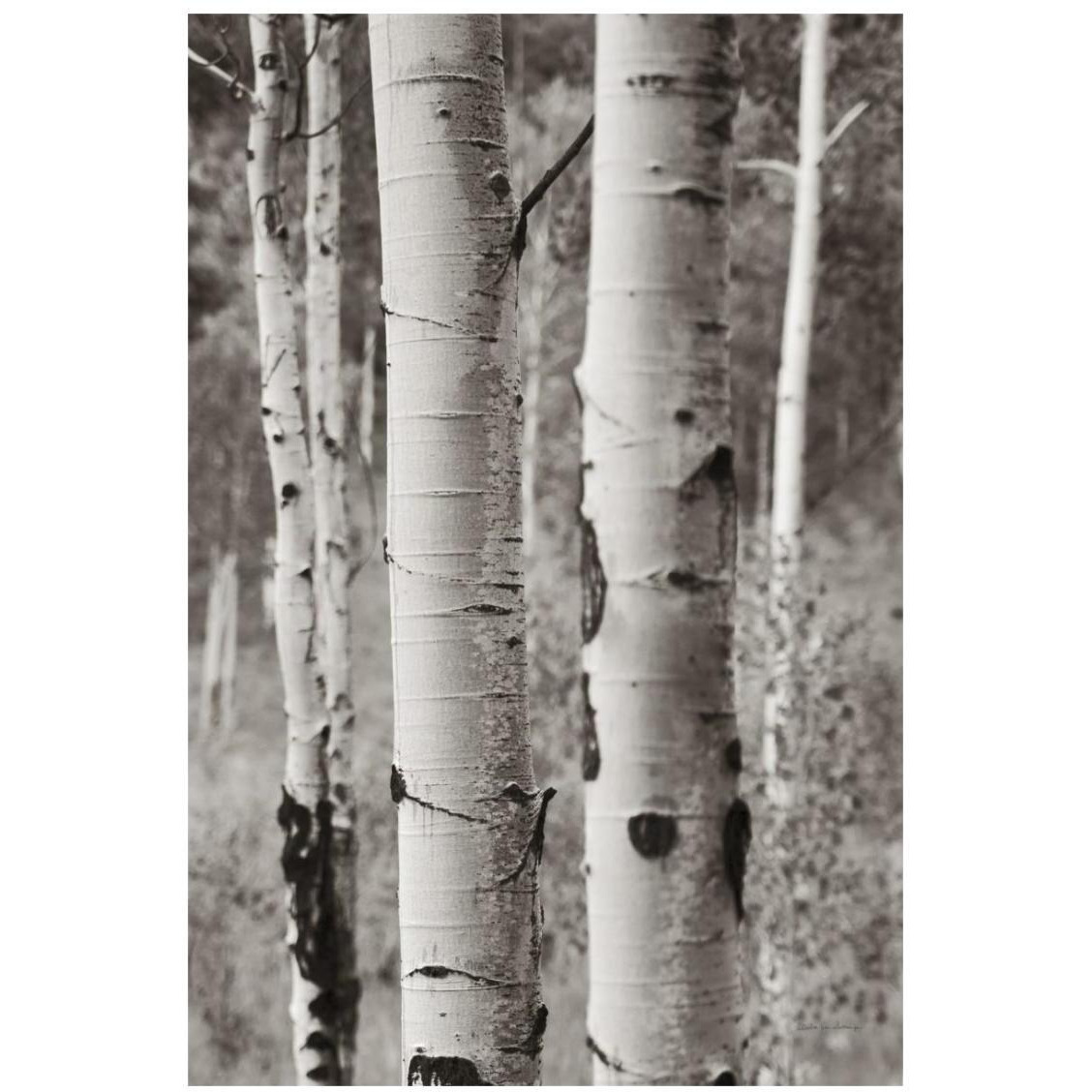 Aspens II -Paper Art-18&quotx26"