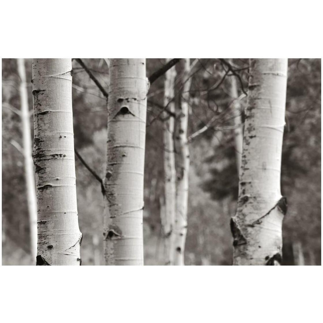 Aspens  IV -Paper Art-26&quotx18"