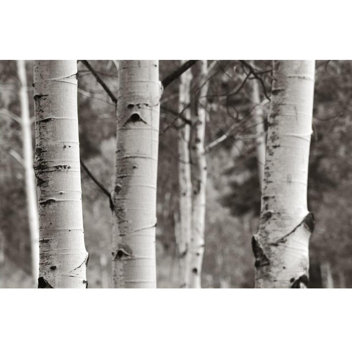 Aspens  IV -Paper Art-50&quotx34"