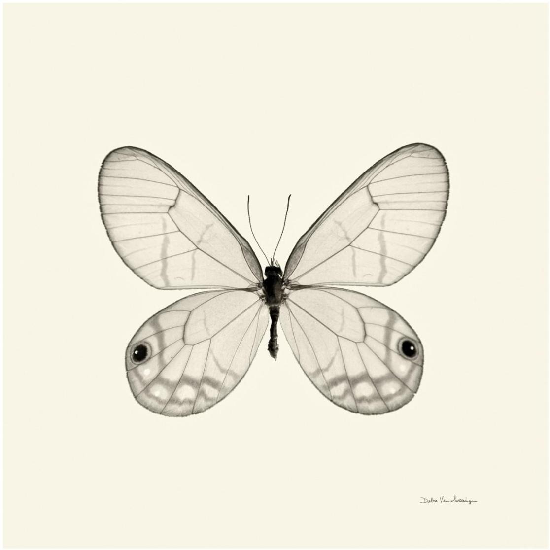 Butterfly I - BW -Paper Art-26&quotx26"