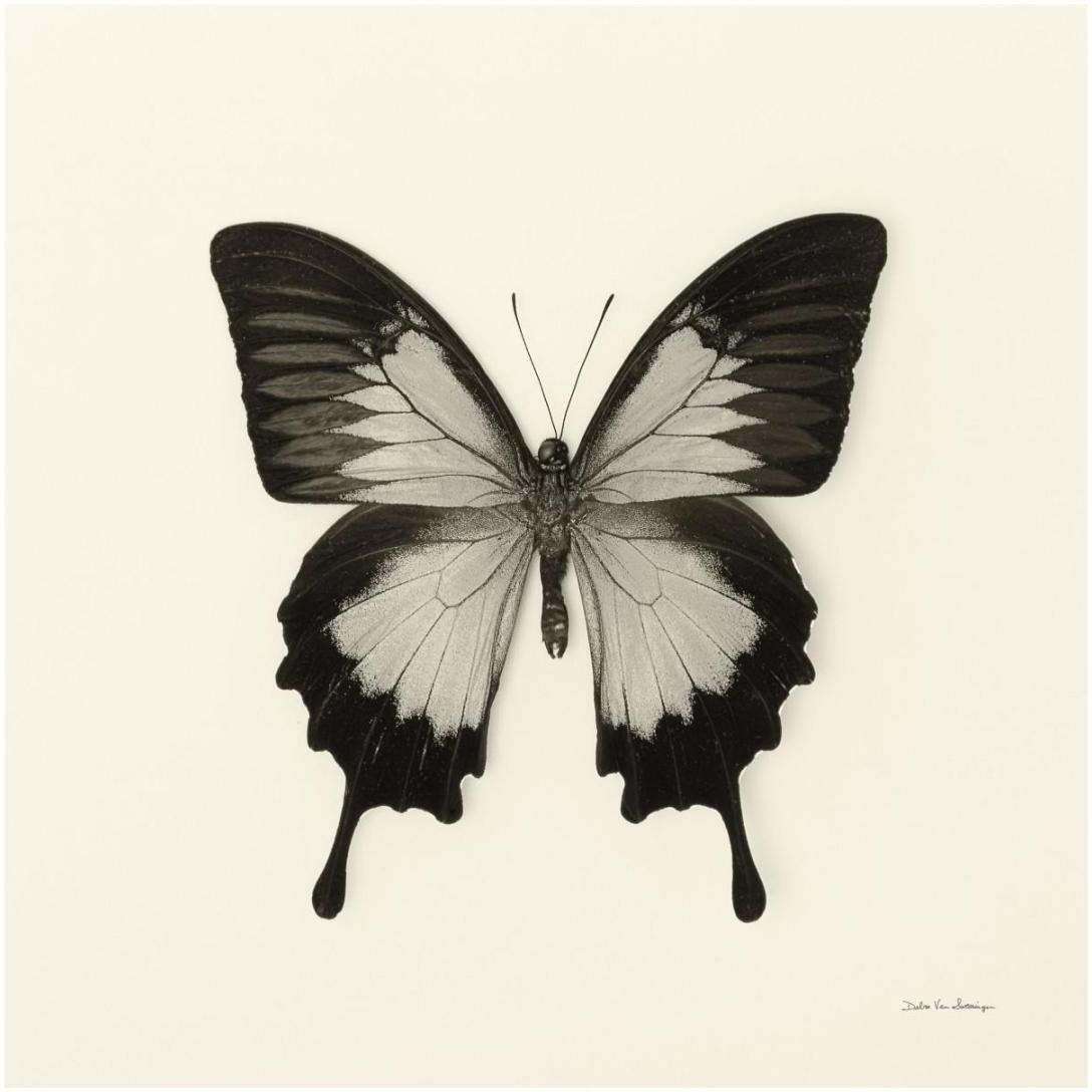 Butterfly III - BW -Paper Art-20&quotx20"