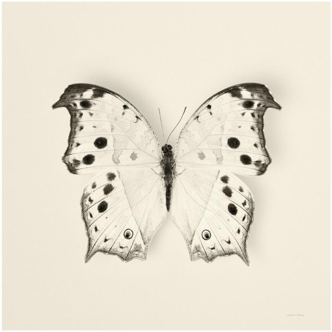 Butterfly IV - BW -Paper Art-32&quotx32"