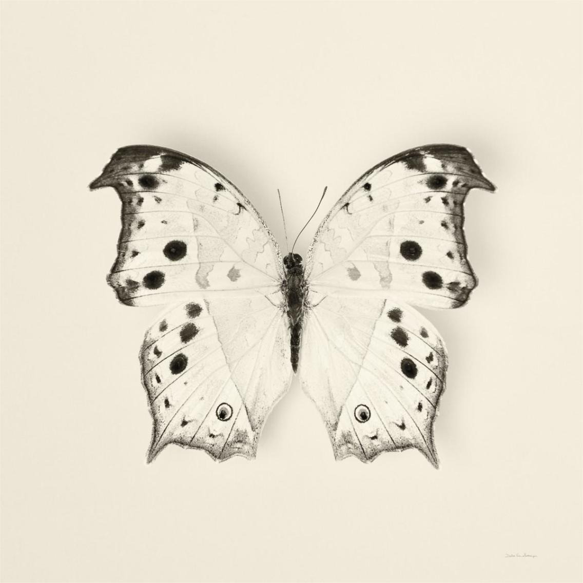 Butterfly IV - BW -Paper Art-38&quotx38"