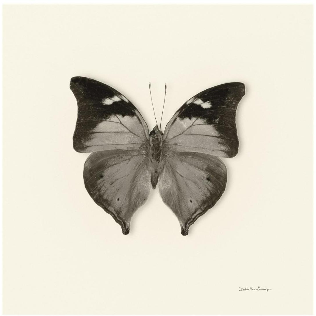 Butterfly VII - BW -Paper Art-20&quotx20"