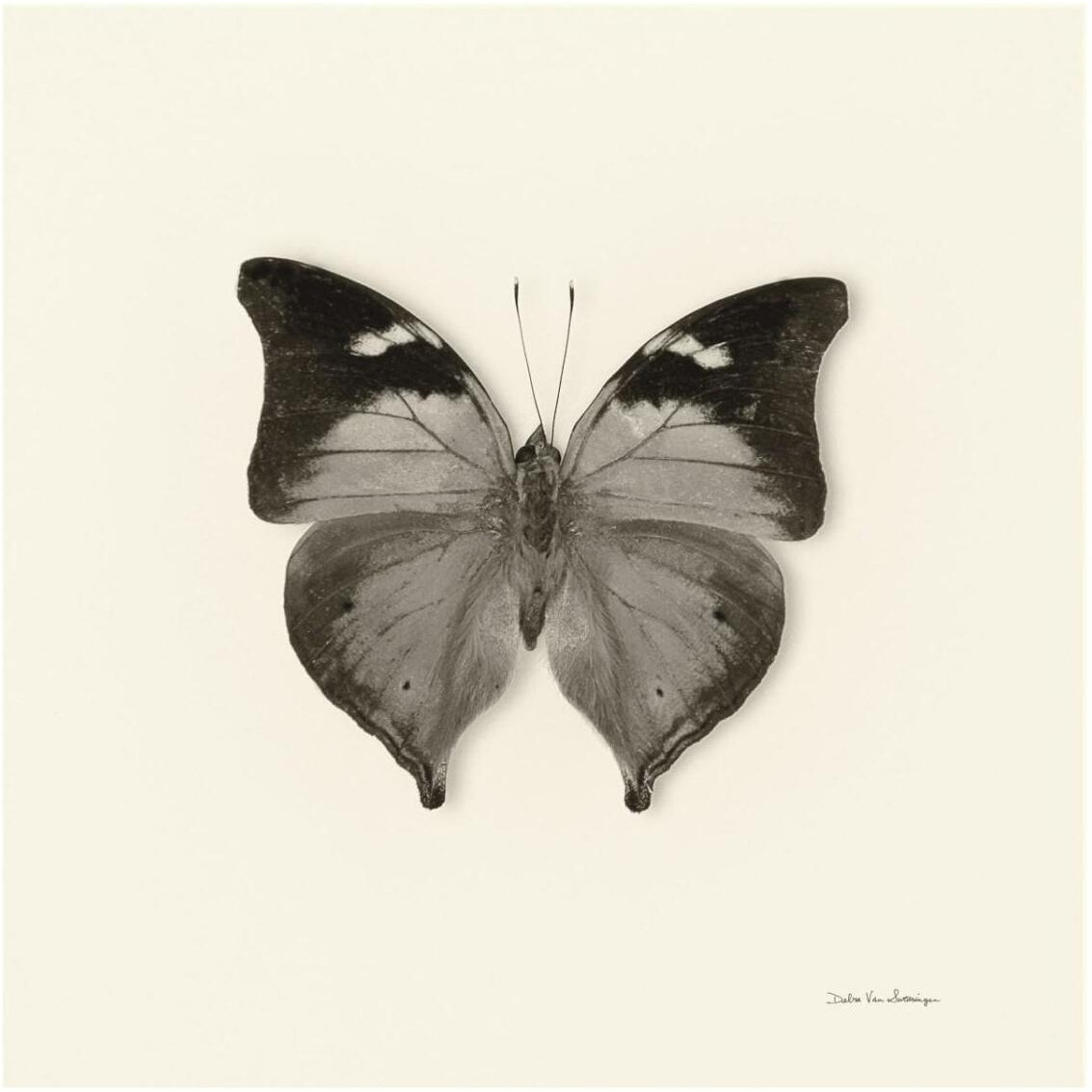 Butterfly VII - BW -Paper Art-32&quotx32"