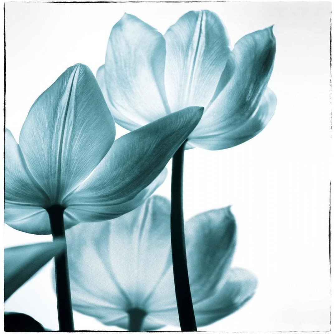 Translucent Tulips III Sq Teal -Paper Art-30.2&quotx32"