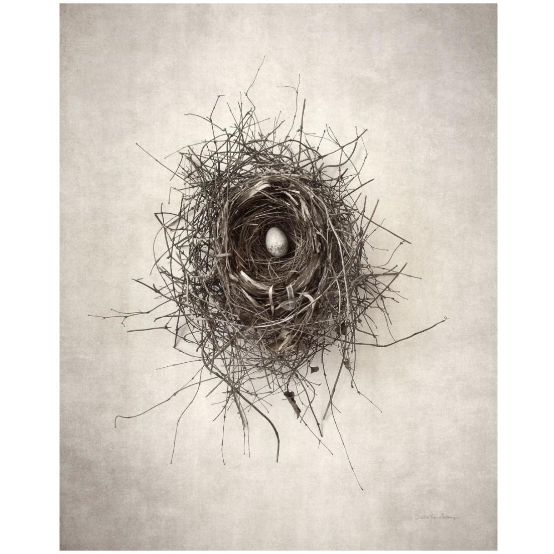 Nest I -Paper Art-18&quotx22"