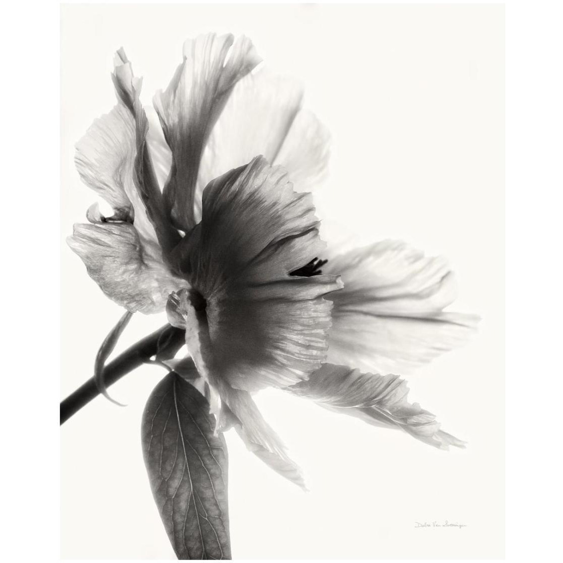 Translucent Peony II - BW -Paper Art-22&quotx26"