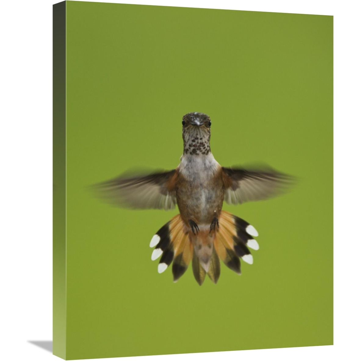 Rufous Hummingbird hovering, Stikine River Delta, Alaska-Canvas Art-20&quotx24"