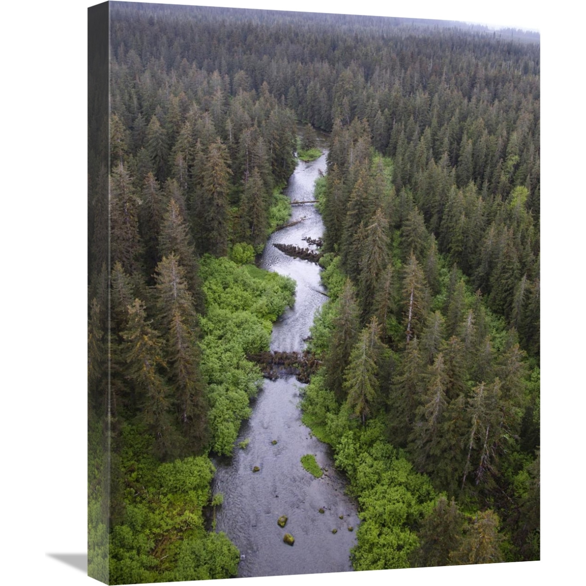 Stream and boreal forest, Tongass National Forest, Yakutat, Alaska-Canvas Art-18&quotx24"