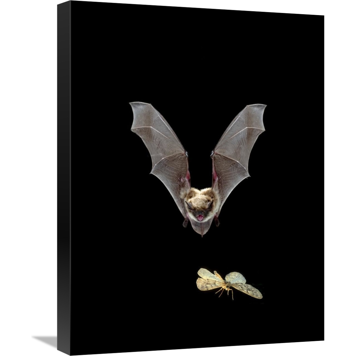 Yuma Myotis bat, female pursuing a moth on the wing, Oregon-Canvas Art-18&quotx24"