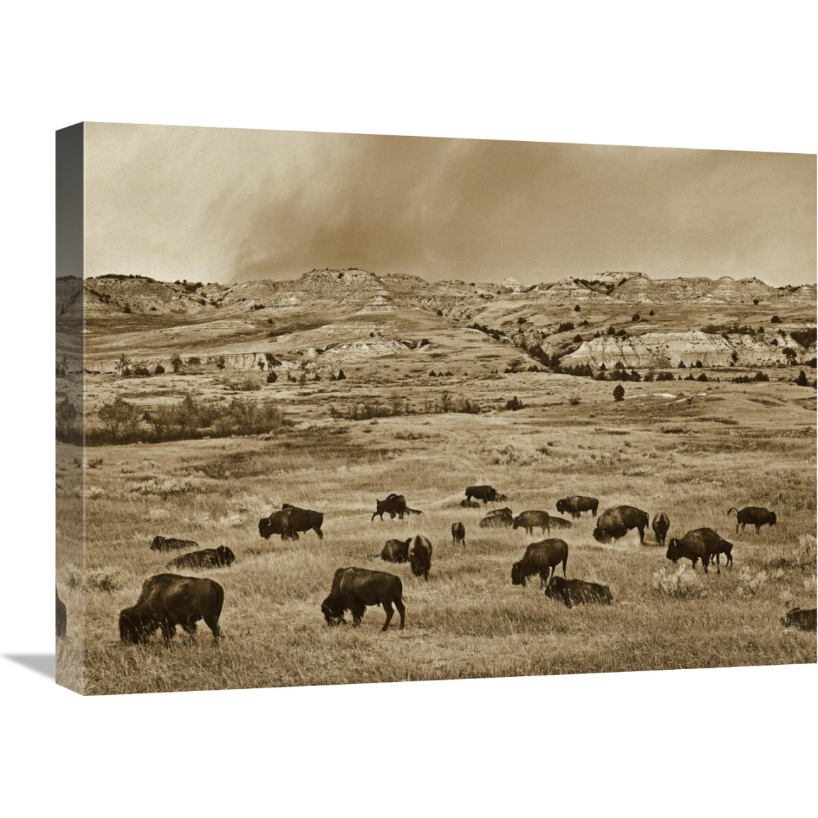 American Bison herd grazing on shortgrass prairie, Theodore Roosevelt National Park, North Dakota-Canvas Art-24&quotx18"