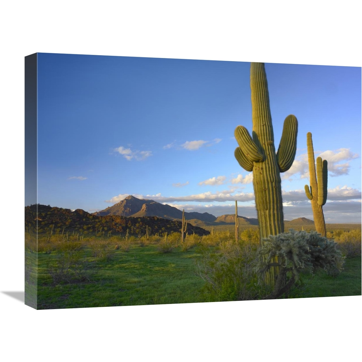 Saguaro and Teddybear Cholla, Picacho Peak State Park, Arizona-Canvas Art-24&quotx18"