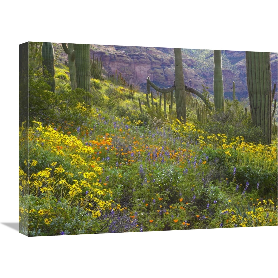 Saguaro amid flowering Lupine, Organ Pipe Cactus National Monument, Arizona-Canvas Art-24&quotx18"