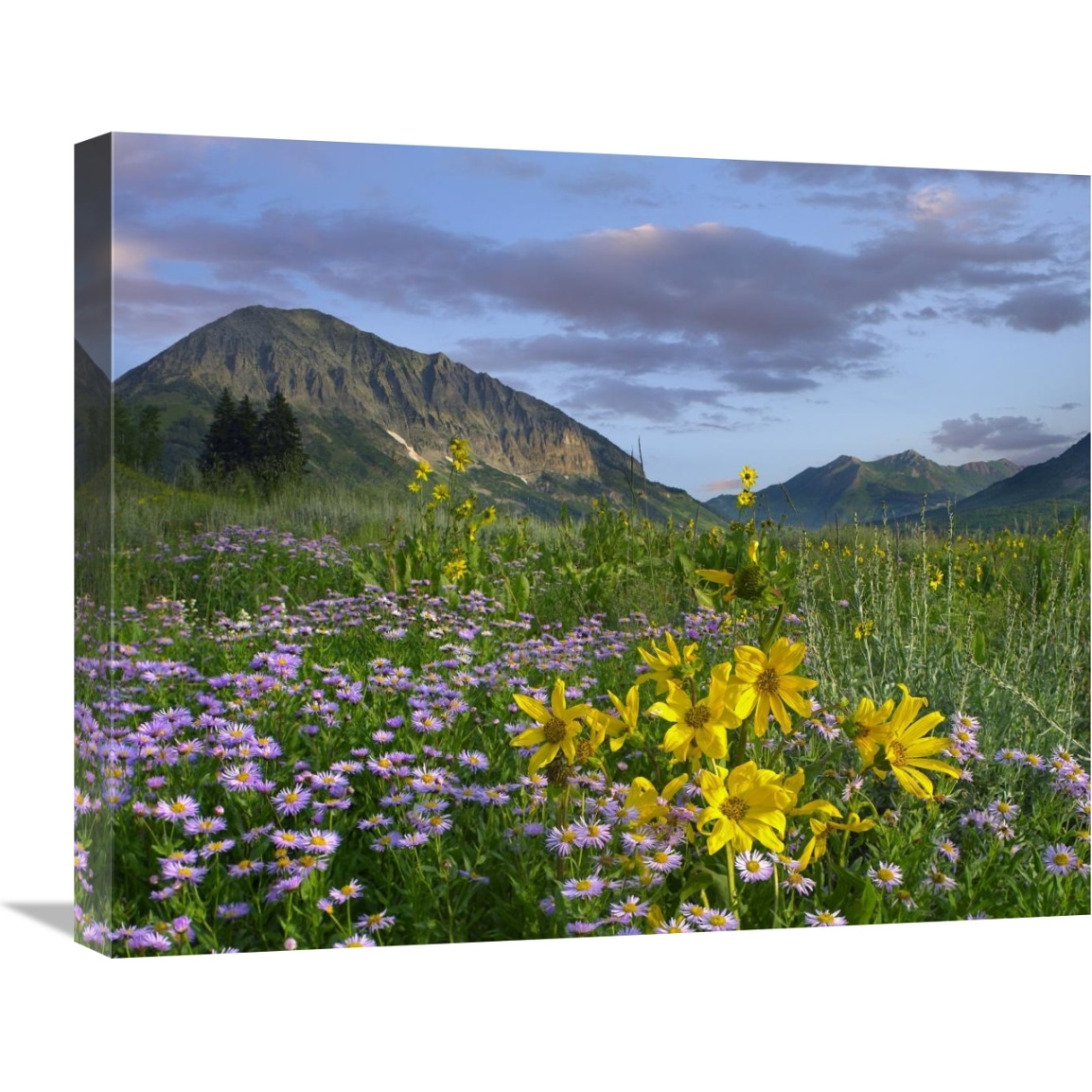 Meadow of Orange Sneezeweed and Smooth Aster, Gothic Mountain in distance, Colorado-Canvas Art-24&quotx20"