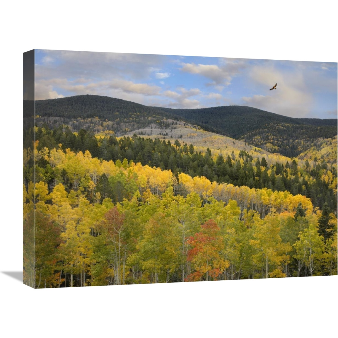 Cooper&quots Hawk, Santa Fe National Forest, Sangre de Cristo Mountains, New Mexico-Canvas Art-24&quotx18"