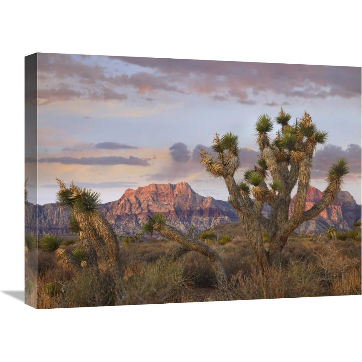 Joshua Tree and Spring Mountains, Red Rock Canyon National Conservation Area, Nevada-Canvas Art-24&quotx18"