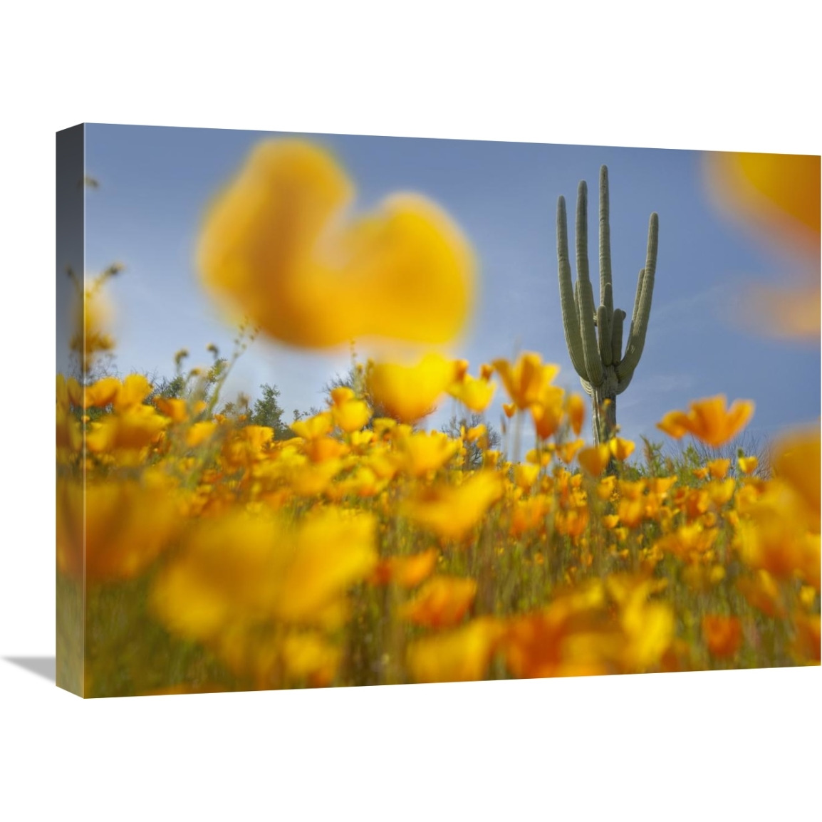 Saguaro cactus and California Poppy field at Gonzales Pass, Tonto National Forest, Arizona-Canvas Art-24&quotx18"