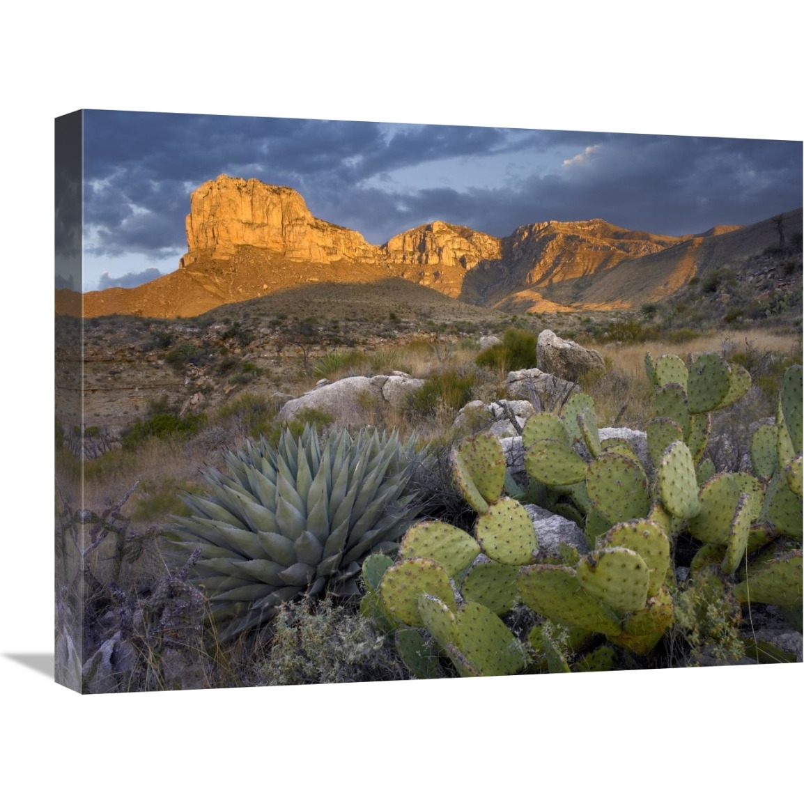 Opuntia cactus and Agave, Guadalupe Mountains National Park, Chihuahuan Desert, Texas-Canvas Art-24&quotx18"