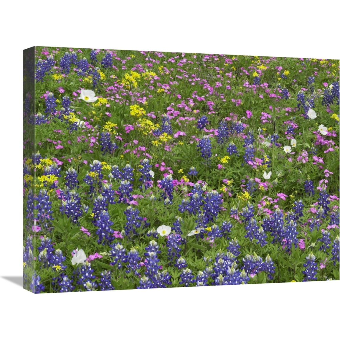 Sand Bluebonnet flowers, Hill Country, Texas-Canvas Art-24&quotx18"