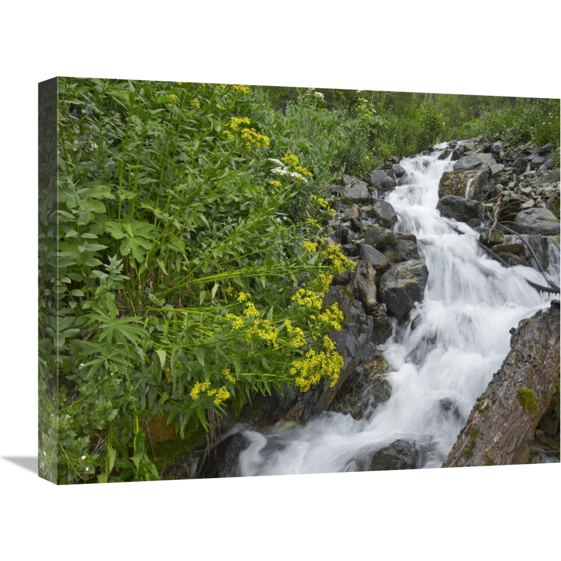 Creek near Silverton, Colorado-Canvas Art-24&quotx18"