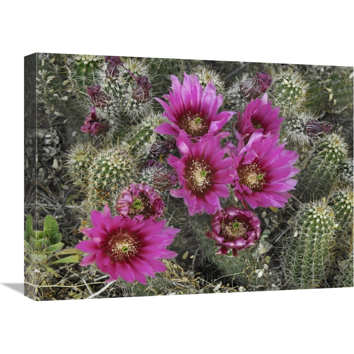 Hedgehog Cactus flowering, Arizona-Canvas Art-24&quotx18"