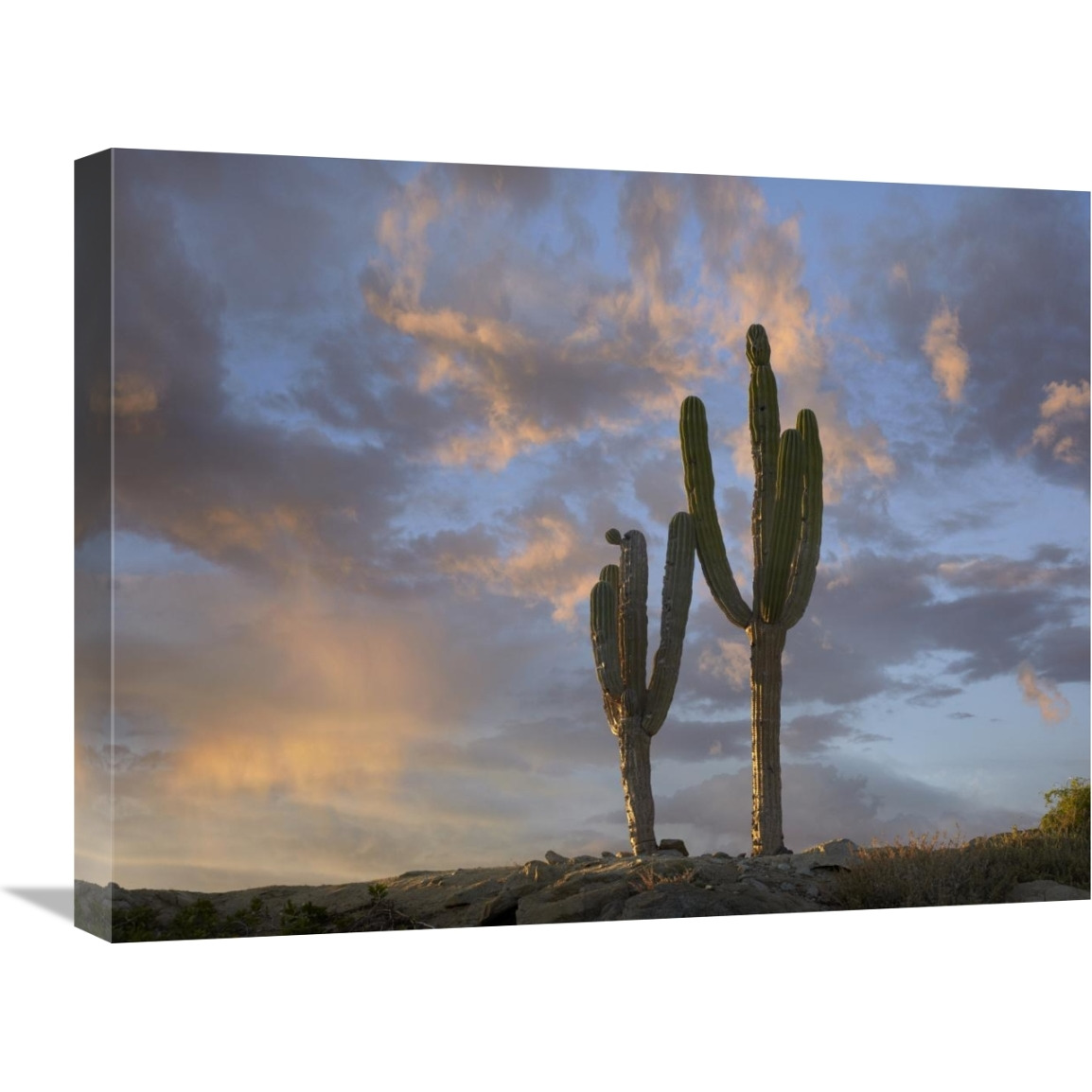 Saguaro cacti, Cabo San Lucas, Mexico-Canvas Art-24&quotx18"