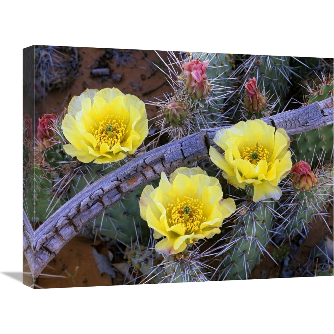 Opuntia cactus blooming, North America-Canvas Art-24&quotx18"