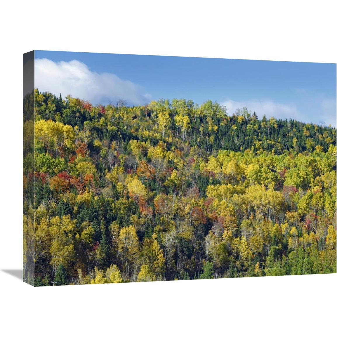 Fall colors, Chic-Chocs, Quebec, Canada-Canvas Art-24&quotx18"