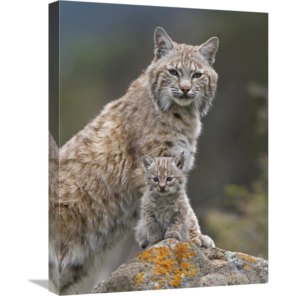 Bobcat mother and kitten, North America-Canvas Art-18&quotx24"