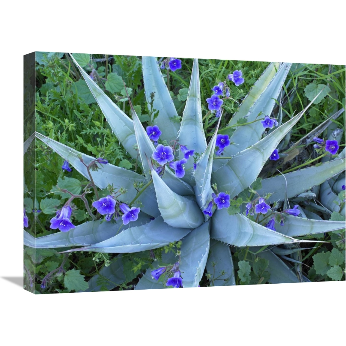 Desert Bluebell and Agave North America-Canvas Art-24&quotx18"