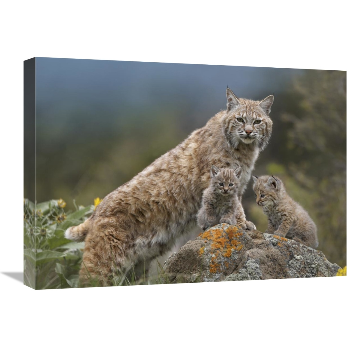 Bobcat mother and kittens, North America-Canvas Art-24&quotx18"