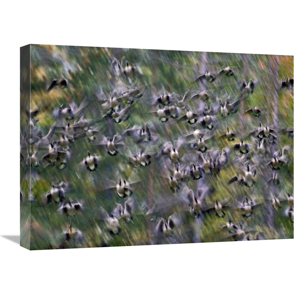 Canada Goose flock flying, North America-Canvas Art-24&quotx18"