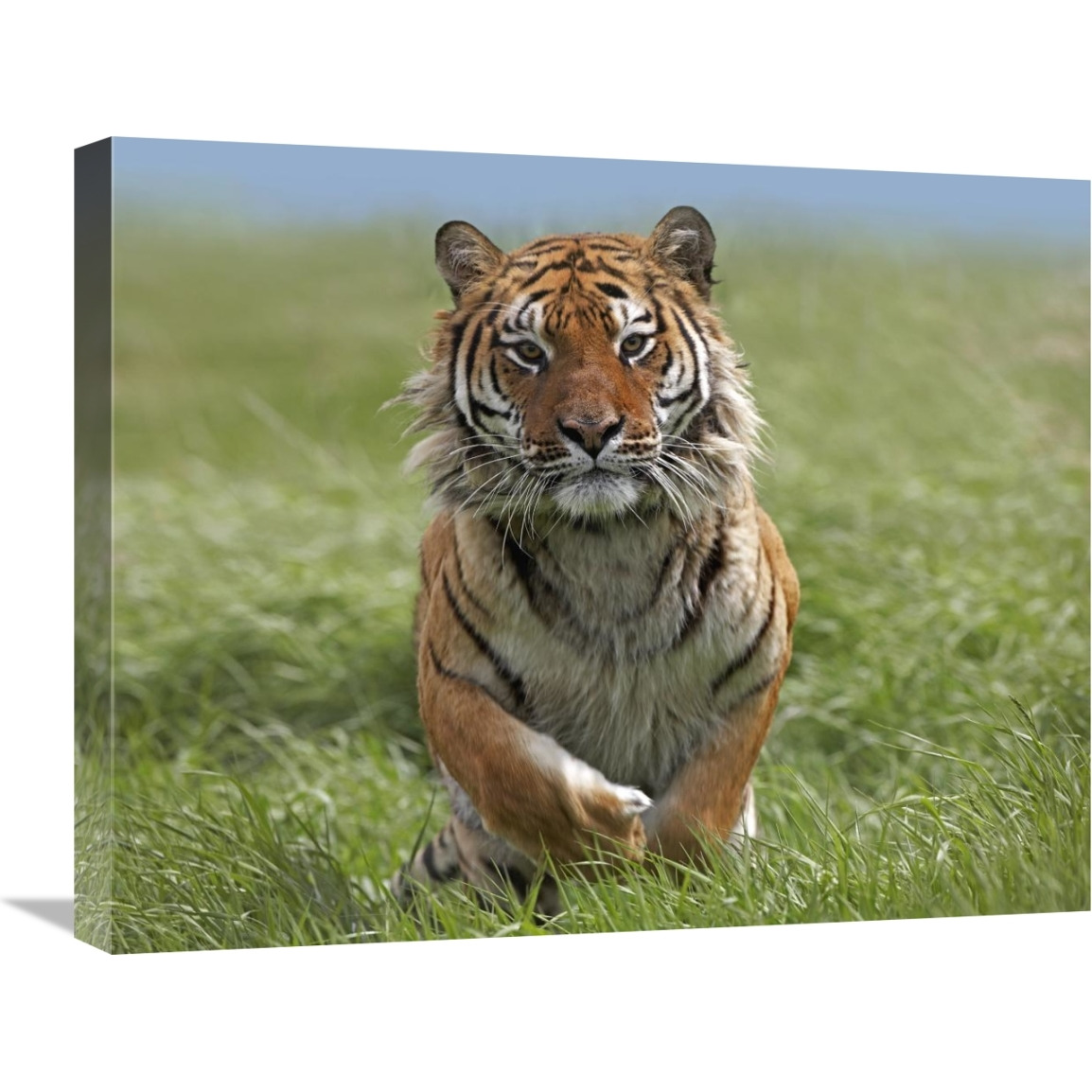 Siberian Tiger running, native to Russia-Canvas Art-24&quotx20"