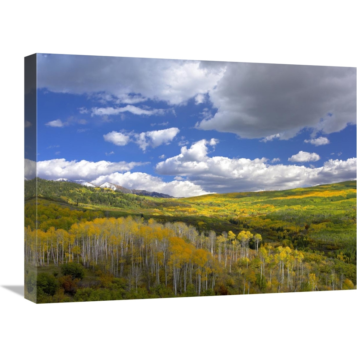 Gunnison National Forest in fall, Colorado-Canvas Art-24&quotx18"