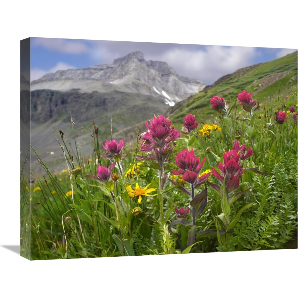 Paintbrush flowers, Yankee Boy Basin, Colorado-Canvas Art-24&quotx20"