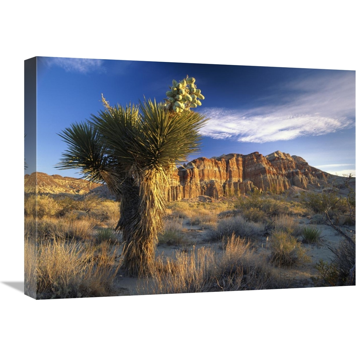 Joshua Tree at Red Rock State Park, California-Canvas Art-24&quotx18"