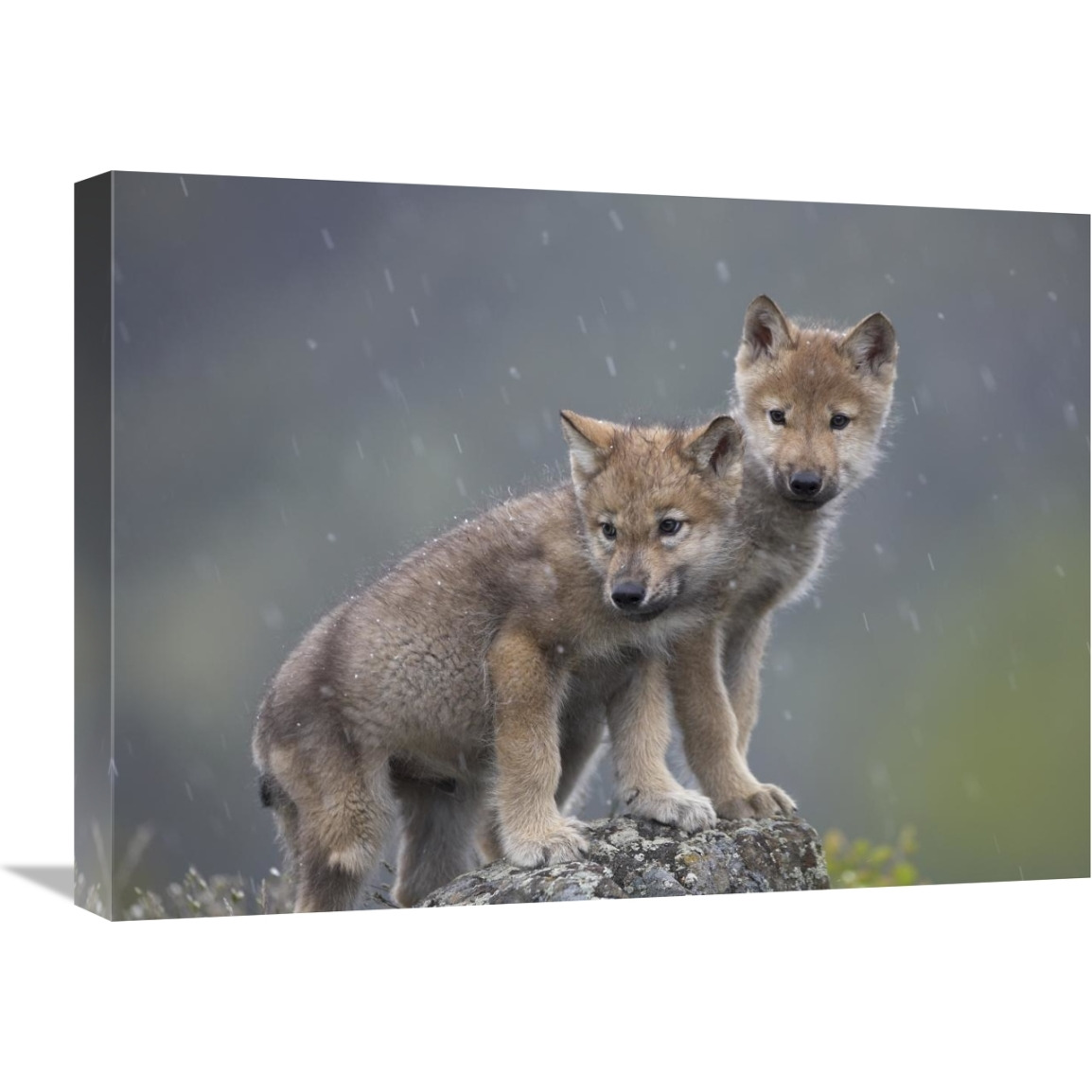 Gray Wolf pups in light snowfall, North America-Canvas Art-24&quotx18"