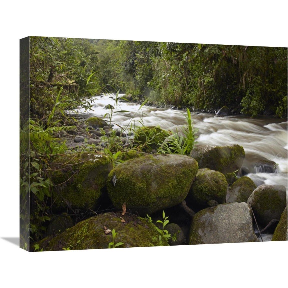 Mindo River flowing through cloud forest, Ecuador-Canvas Art-24&quotx20"