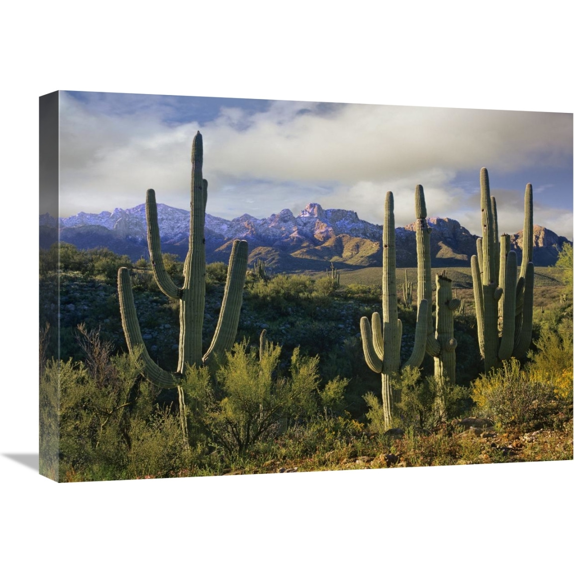 Saguaro cacti and Santa Catalina Mountains, Arizona-Canvas Art-24&quotx18"