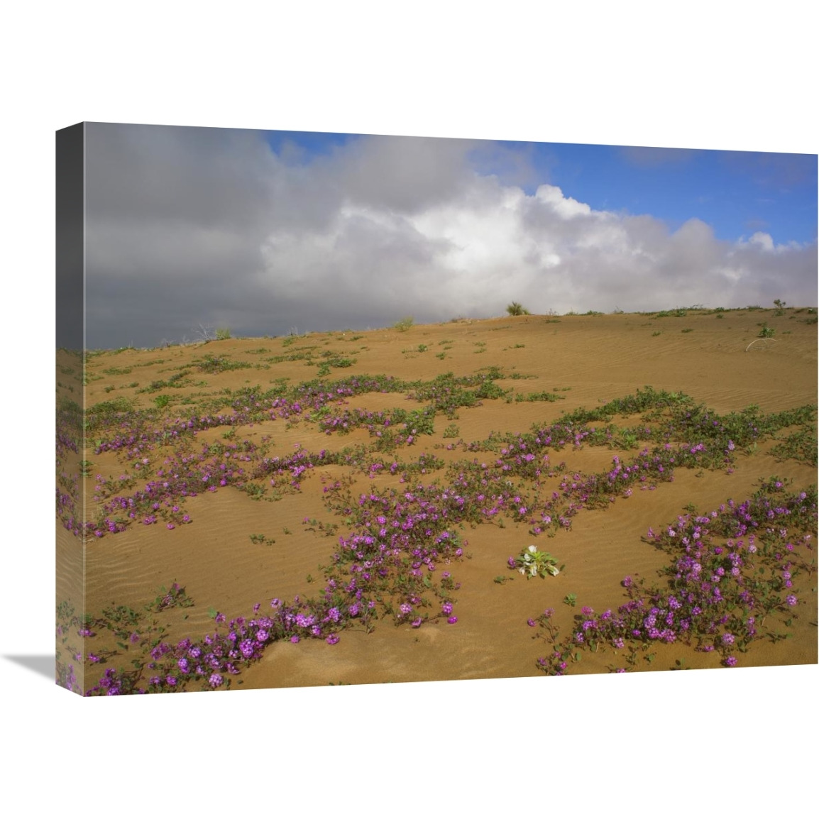 Sand Verbena growing, Imperial Sand Dunes, California-Canvas Art-24&quotx18"