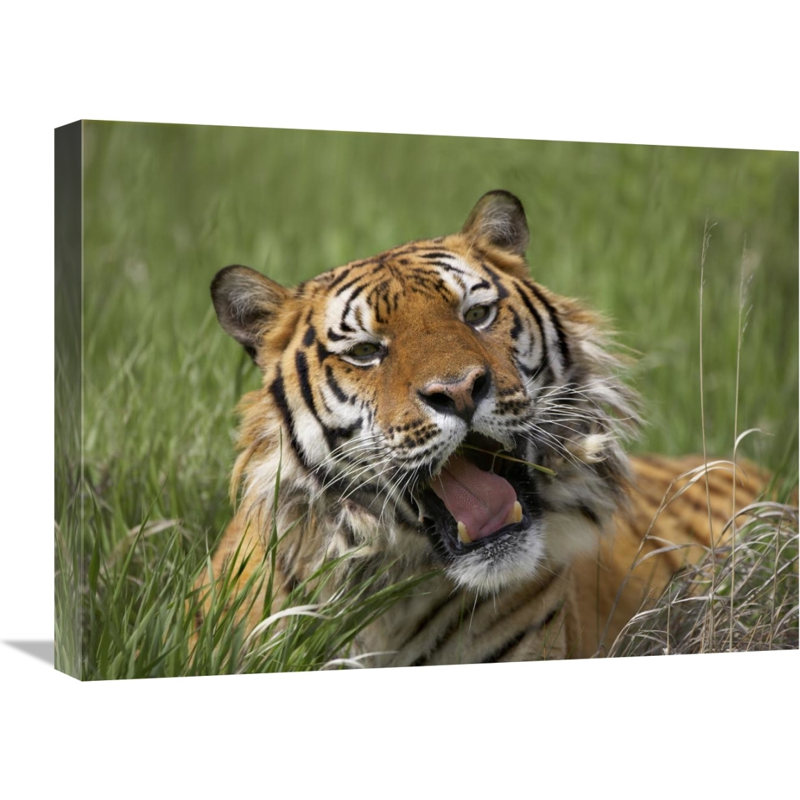 Siberian Tiger yawning, endangered, native to Siberia-Canvas Art-24&quotx18"