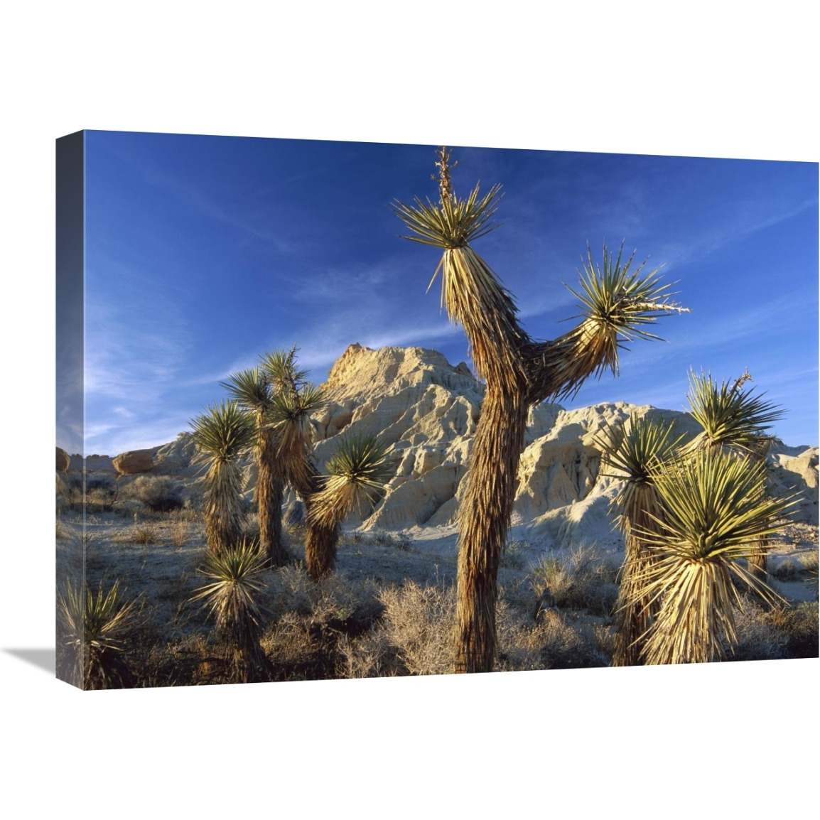 Joshua Trees in Red Rock Canyon State Park, California-Canvas Art-24&quotx18"